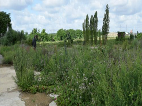 Sols et adaptation au changement climatique : de la compréhension des mécanismes aux pistes d'actions en contexte urbain