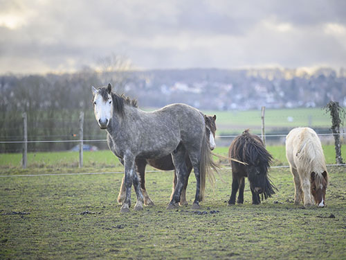 Méthanisation & innovations agronomiques: du fumier équin aux CIVE Méthanisation & innovations agronomiques: du fumier équin aux CIVE