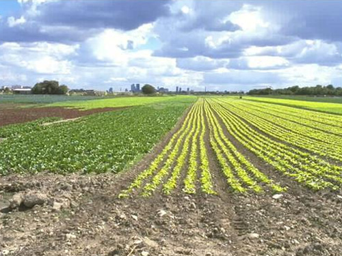 L'action foncière au service d'un projet agricole de territoire