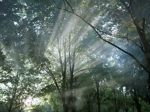 Le bois, concurrences et complémentarités des usages du gisement forestier en Île-de-France