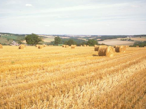 La paille, concurrences et complémentarités des usages du gisement agricole en Île-de-France