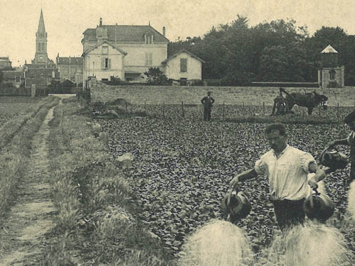 La grande histoire des légumes et de leurs terroirs en Île-de-France