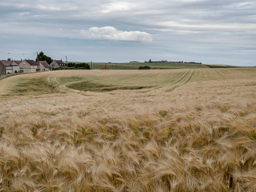 Les cultures franciliennes pour fabriquer les matériaux et produits de demain