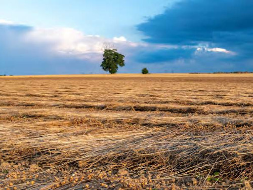 Cultures valorisées en matériaux biosourcés : le premier pas vers une bioéconomie en Île-de-France ?