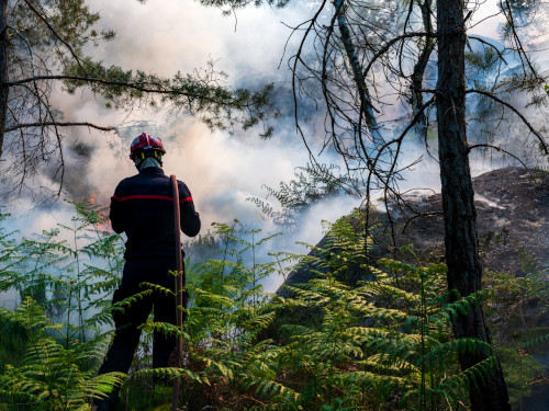 Comment concilier biodiversité et défense des forêts contre les incendies en Île-de-France ? Comment concilier biodiversité et défense des forêts contre les incendies en Île-de-France ?